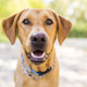Illustration for article titled Sick Fuck: This Dog Is Way Too Happy About Smelling Cancerem/em